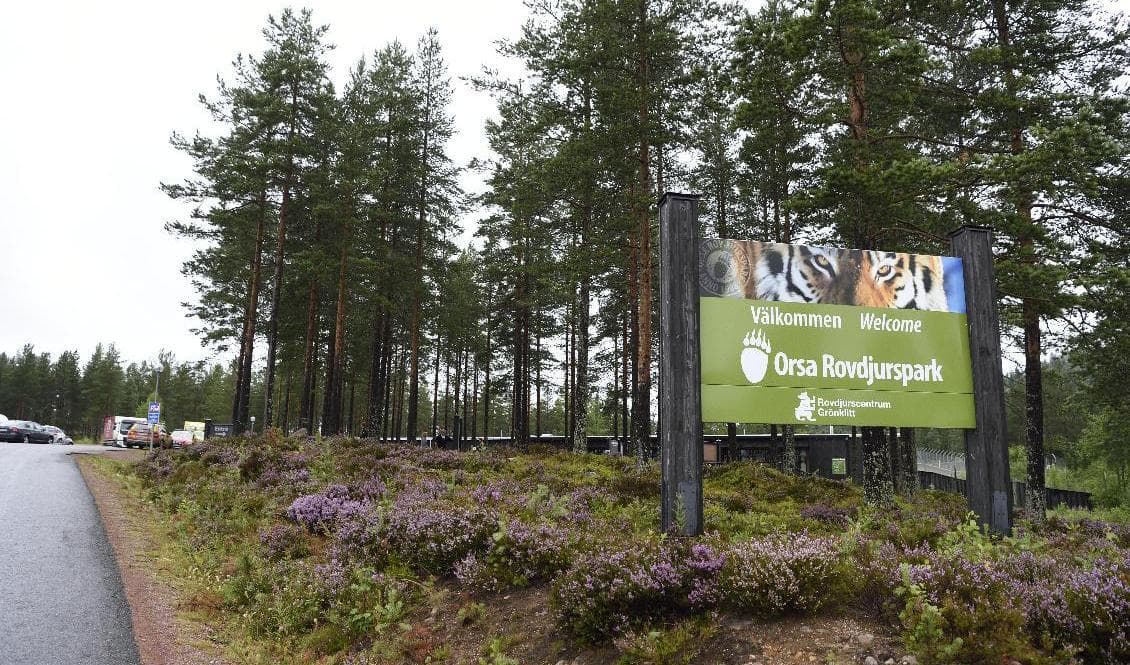 Den 18-årige djurvårdaren avled av sina skador efter attacken i augusti 2017. Foto: Ulf Palm/TT-arkivbild.