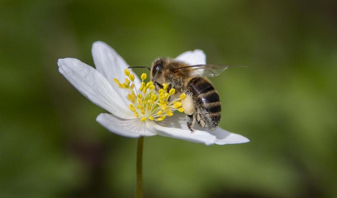 
I Sverige finns cirka 270 vilda biarter och en tredjedel av dem är på väg att försvinna. Foto: Paul Kleiven/NTB scanpix/TT-arkivbild                                            