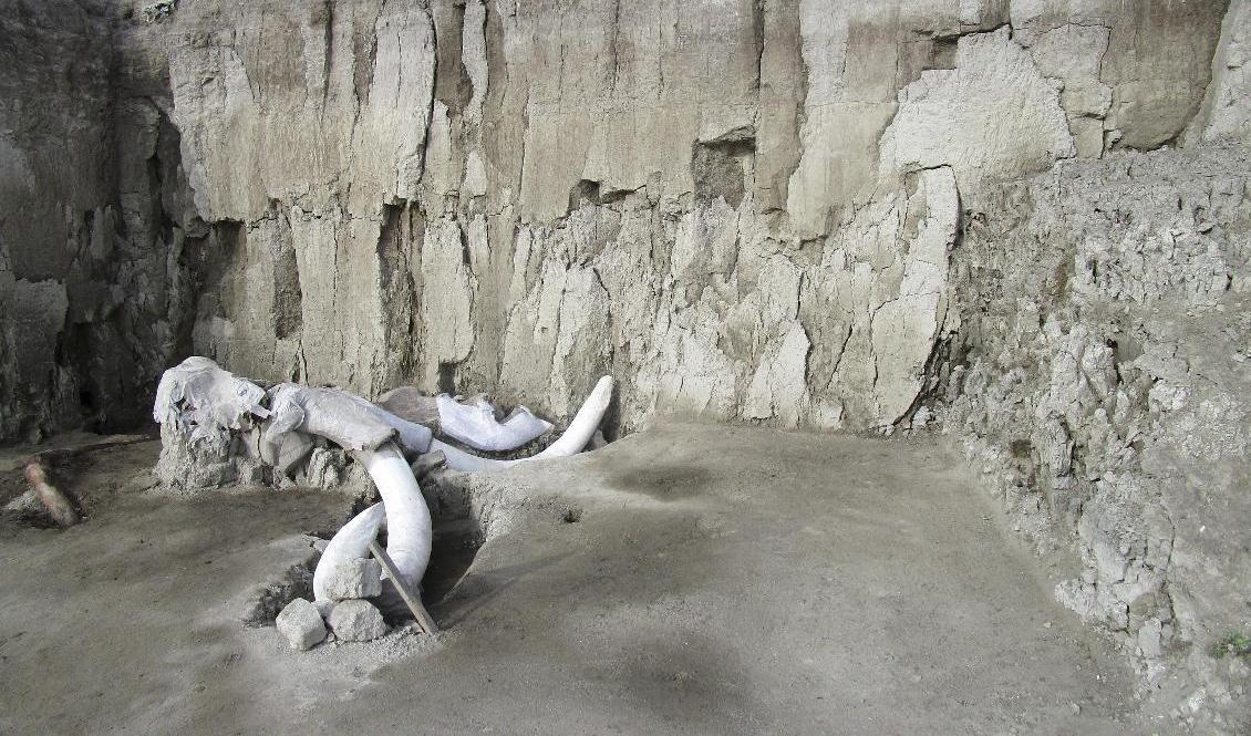 Skelettdelar av en mammut vid en utgrävningsplats i Tultepec i Mexiko. Foto: Meliton Tapia/INAH/AP/TT