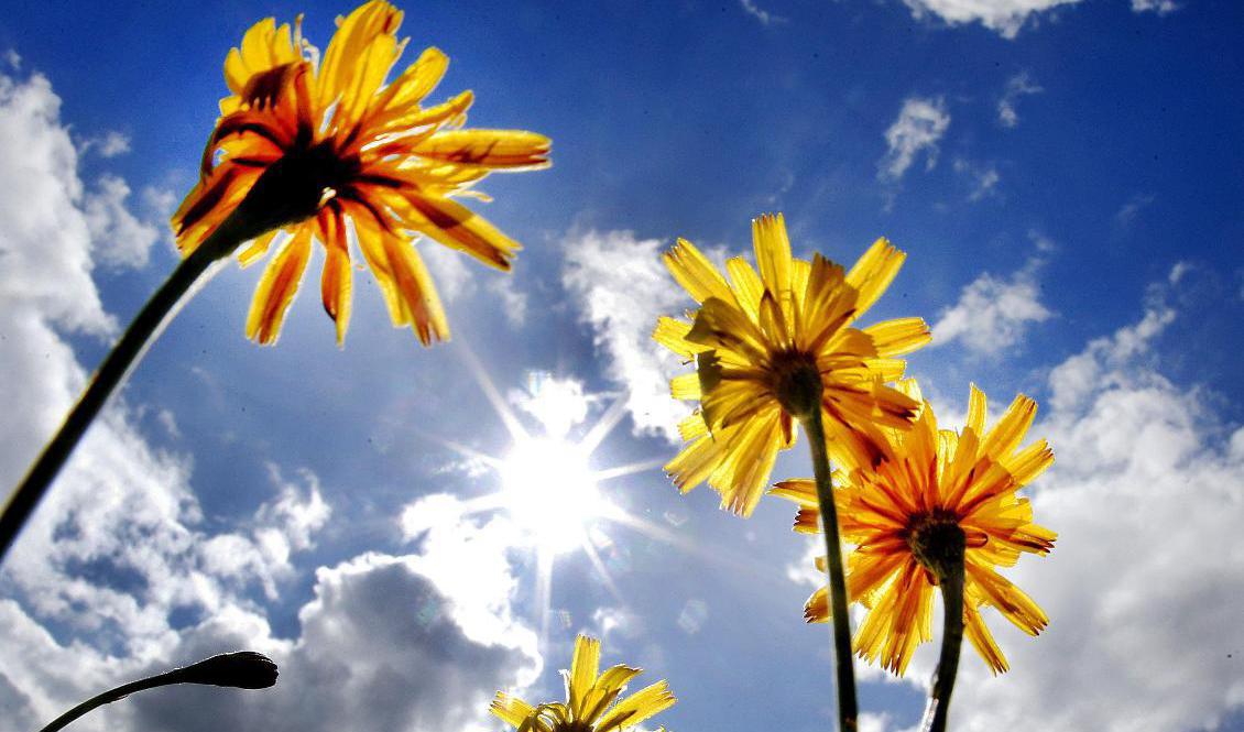 Under måndagen uppmättes årets hittills högsta temperaturer. Foto: Michael Probst-arkivbild