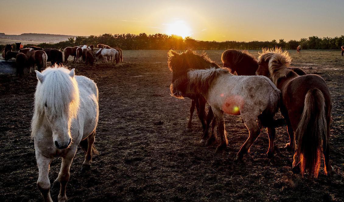 Polisen efterlyser tips efter att fyra hästar attackerats i Varbergs kommun under året. Foto: Michael Probst/AP/TT-arkivbild