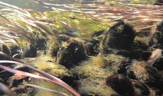 
Flodpärlmusslan är rödlistad. De är sällsynta, men har man tur kan man få syn på en. "Går du längs ett vattendrag kan du se dem med blotta ögat", berättar Michael Diemer, utredare på havs- och vattenmyndigheten. Foto: Niklas Wengström/Havs- och vattenmyndigheten                                            