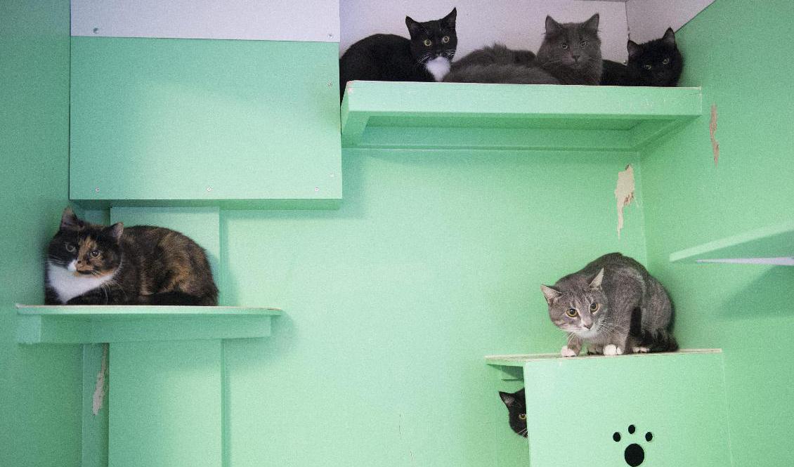 Katter och hundars skydd i lagstiftningen stärks och reglerna för djurägare förtydligas nu. Foto: Fredrik Sandberg/TT-arkivbild