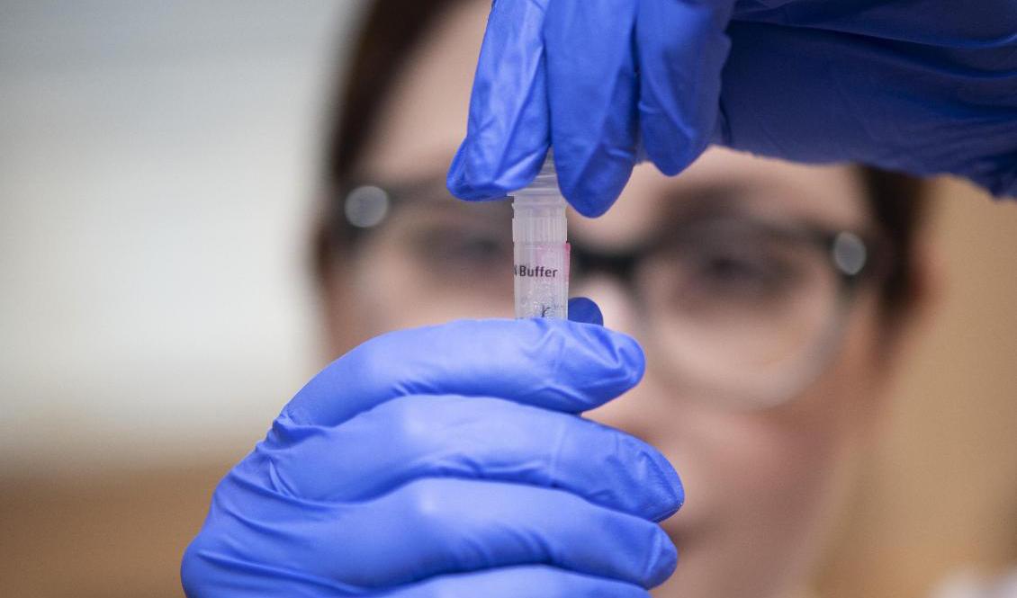 En labbingenjör arbetar med ett så kallad PCR-test för covid-19. Foto: Fredrik Sandberg/TT-arkivbild