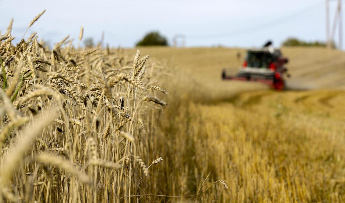 Den ekologiska spannmålsskörden under 2019 blev den största någonsin. Foto: Vidar Ruud/NTB Scanpix/TT-arkivbild