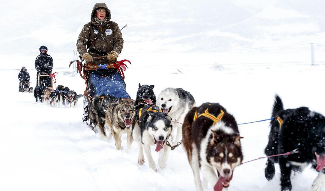 Färd med slädhundar på Svalbard. Foto:  Junge, Heiko-arkivbild