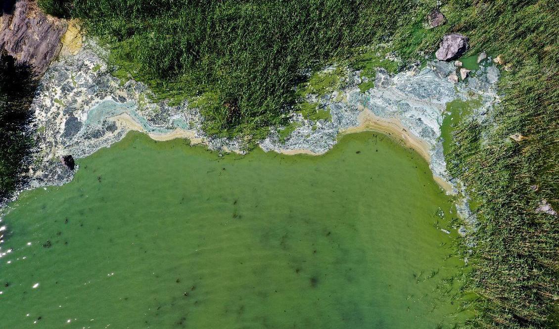 Inte så inbjudande. Algblomning i vattnen utanför Tyresö, Stockholms län, tidigare i somras. Foto: Pontus Lundahl/TT-arkivbild