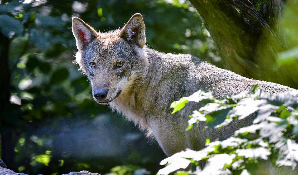 Skyddsjakten på varg i Jönköpings län tillåts igen, i alla fall tillfälligt. Foto: Jonas Ekströmer/TT-arkivbild