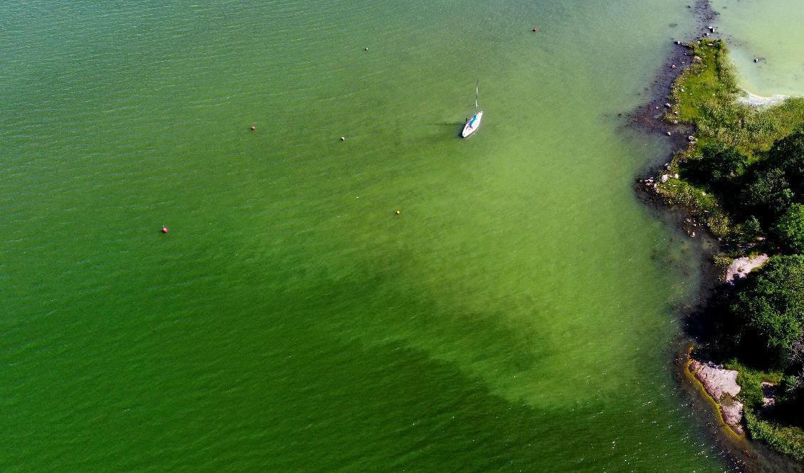 Så länge näringshalterna är höga i Östersjön – och det är varmt – så kommer algblomnigen att vara stor i Östersjön, enligt experter. Därför har så många observationer av algerna gjorts i sommarvärmen. Foto: Pontus Lundahl/TT-arkivbild