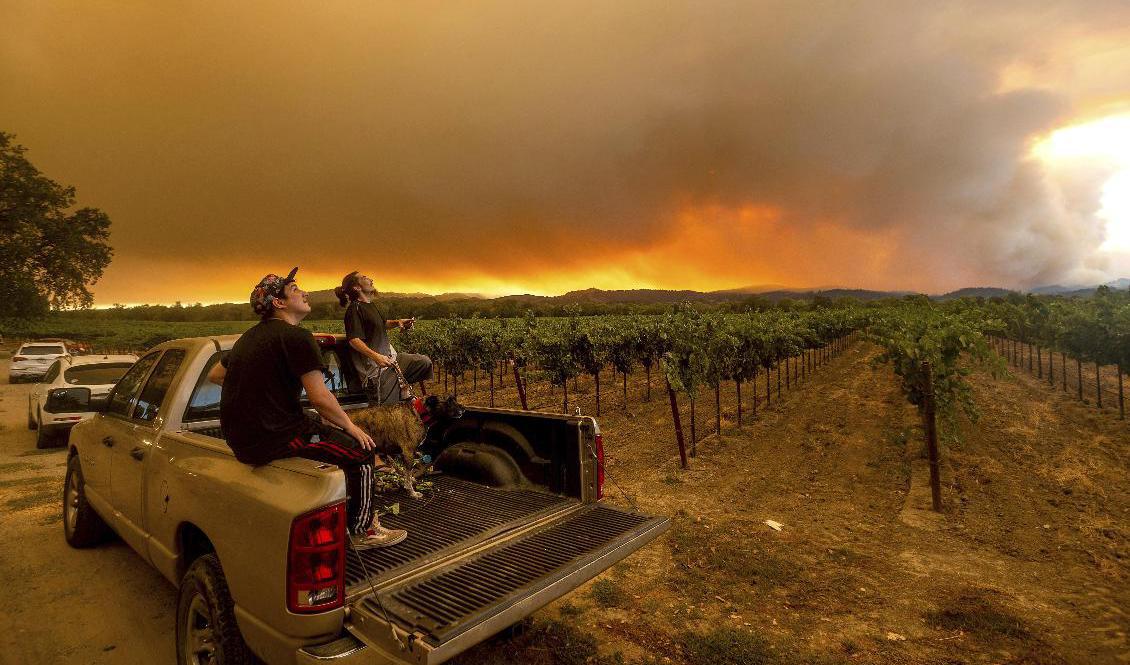 Lågor i fjärran vid Healdsburg, väster om Sacramento i Kalifornien.  Foto: Noah Berger/AP/TT