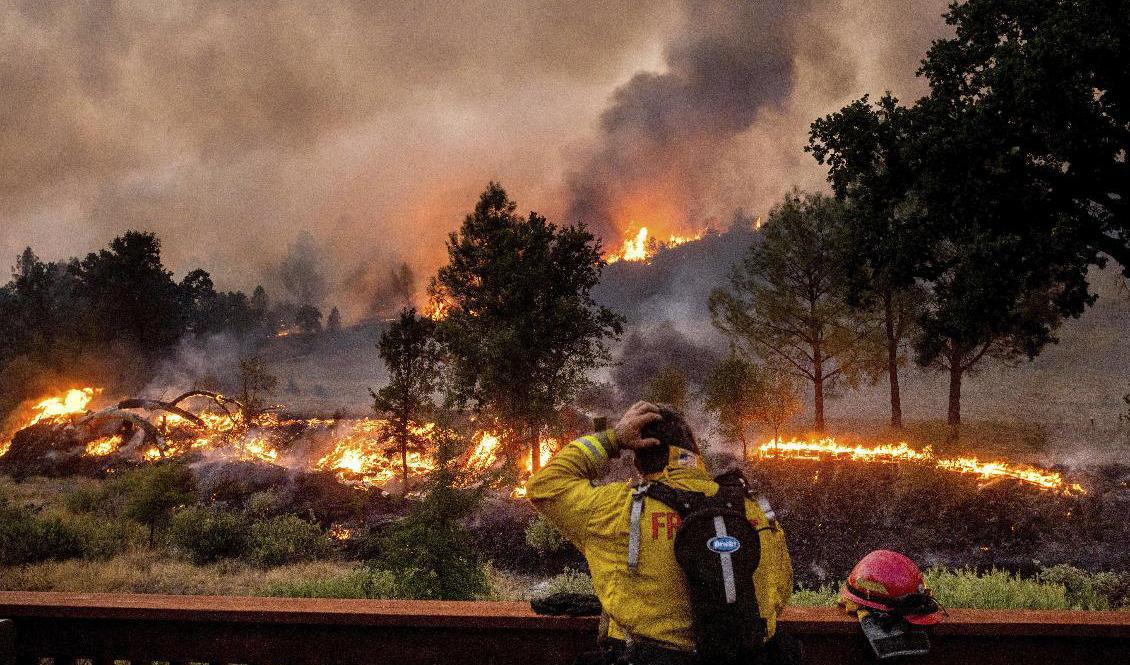 En brandman ser ut över lågorna i en grupp eldhärdar kallad LNU Lightning Complex, som har har vuxit till över 127|000 hektar. Foto: Noah Berger/AP/TT