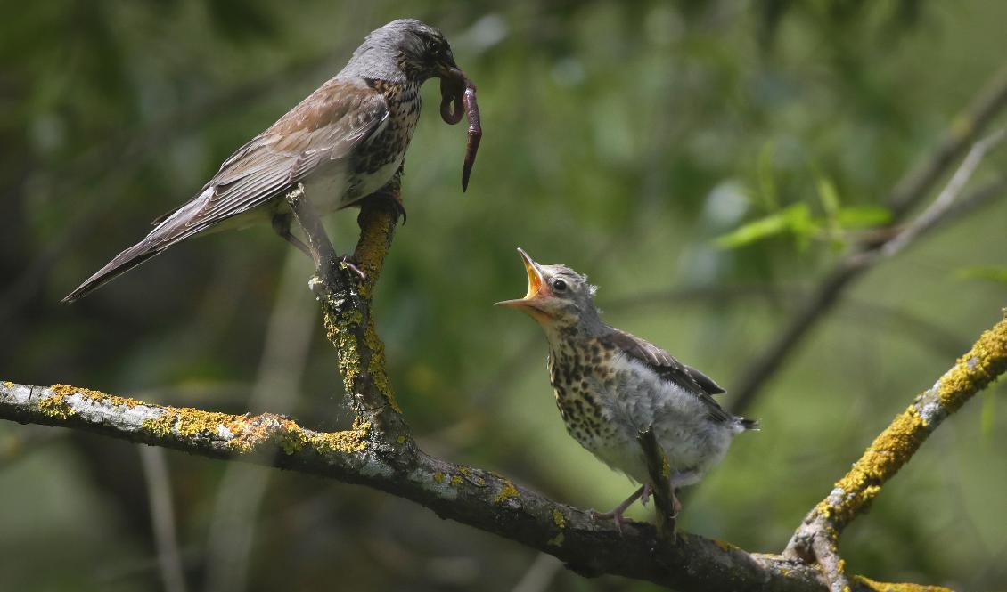En trast matar sin unge. Foto: Sergei Grits/AP/TT-arkivbild