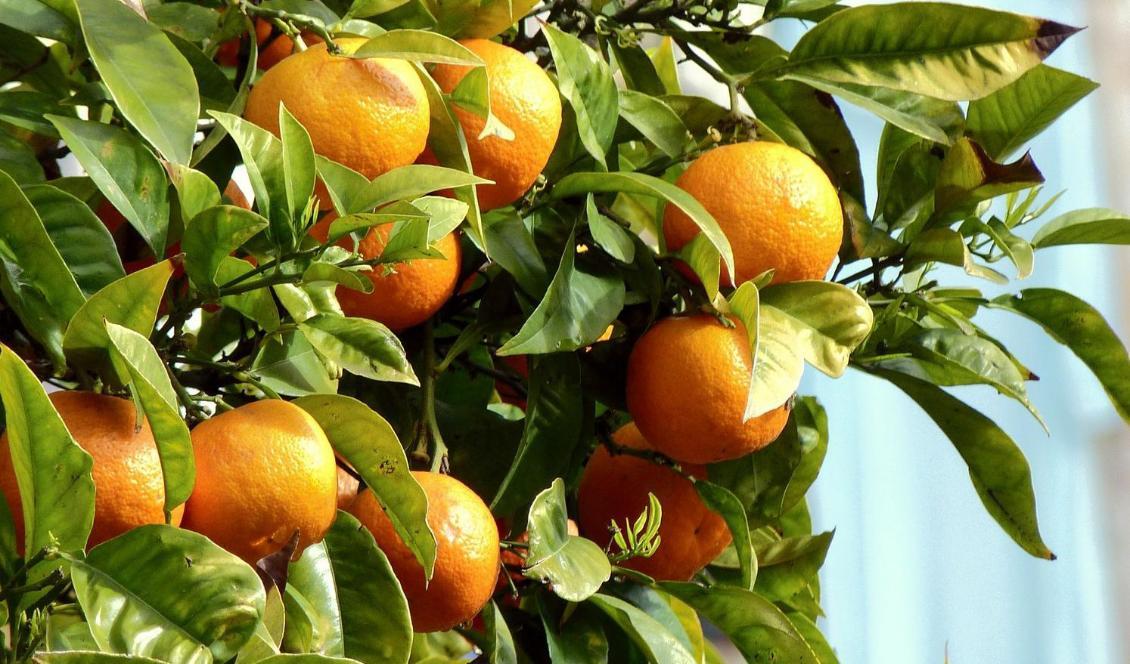 






C-vitamin i frukt är kemiskt identisk med askorbinsyra. Foto: Peter Kraayvanger/Pixabay                                                                                                                                                                                                                                                                                                                    