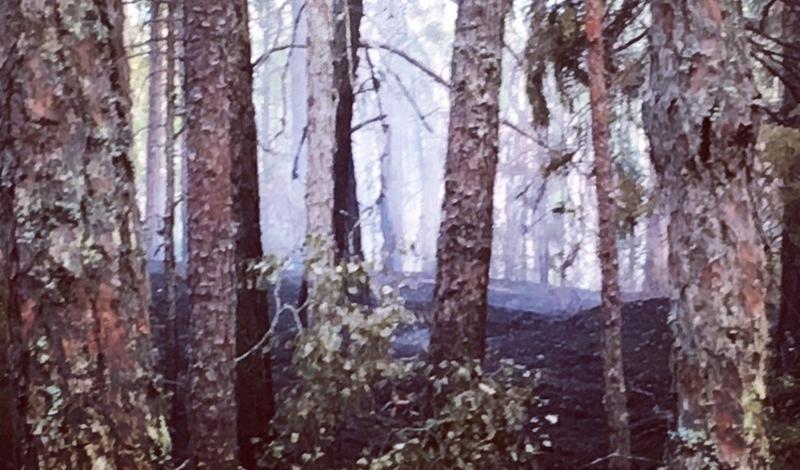 Det är risk för mark- och skogsbränder på flera håll i landet på grund av torra marker. Foto: Epoch Times-arkivbild