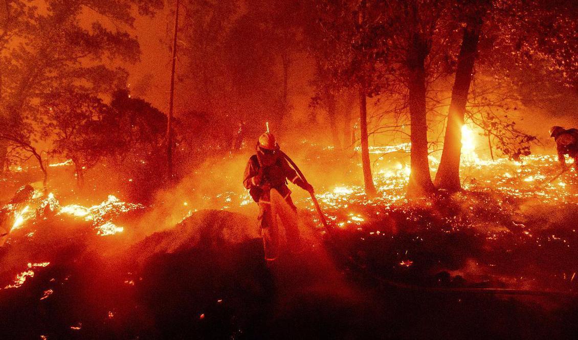 En brandman bekämpar Creekbranden i närheten av Madera, norr om Fresno i Kalifornien. Foto: Noah Berger/AP/TT