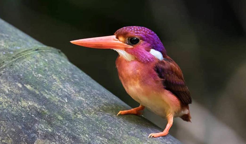 Fågeln med sin magentafärgade skrud och med ett läte som beskrivs som högt, nästan ohörbart och insektsliknande, finns bara på Fillipinerna och är den minsta av alla skogskungsfiskare.
Foto: Med tillstånd av Miguel David De Leon