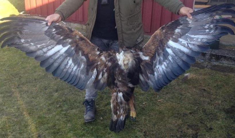 Målet i Alingsås tingsrätt mot mannen som har ett stort intresse för indiankultur rör sig om affärer på några hundra tusen kronor. Bland annat har han försökt sälja en havsörn. Foto: Ur polisens förundersökning