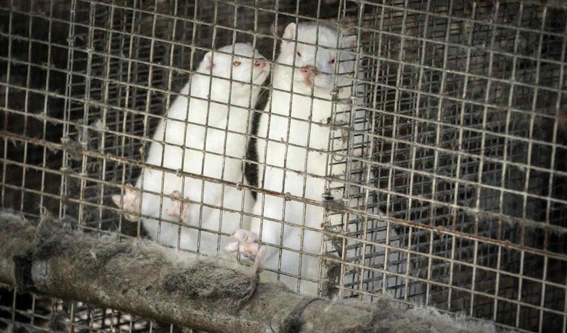 Olika varianter av muterat coronavirus från mink har spridits i Danmark. Arkivbild. Foto: Mads Claus Rasmussen/Ritzau Scanpix/AP