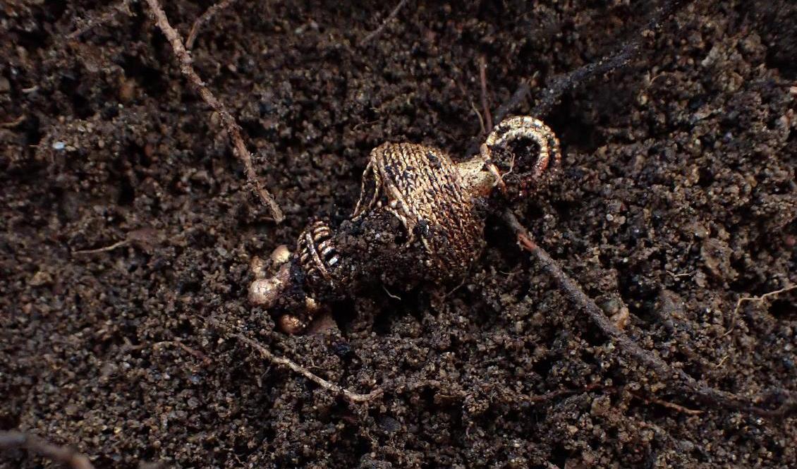 En guldberlock hittades vid utgrävningar i närheten av Munkedal i Bohuslän. Guldfyndet uppskattas vara runt 1|800–2|000 år gammalt. Foto: Arkeologerna Mölndal/SHM