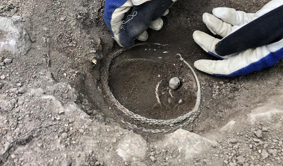 
En silverskatt hittades vid en arkeologisk utgrävning i Täby i norra Stockholm. Bland annat hittade man åtta halsringar från vikingatiden. Foto: Arkeologerna CC-BY                                            