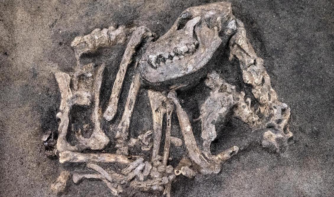 Stenåldershunden i Blekinge Museers föremålsmagasin i Karlskrona visas nu upp för medier. Foto: Johan Nilsson/TT