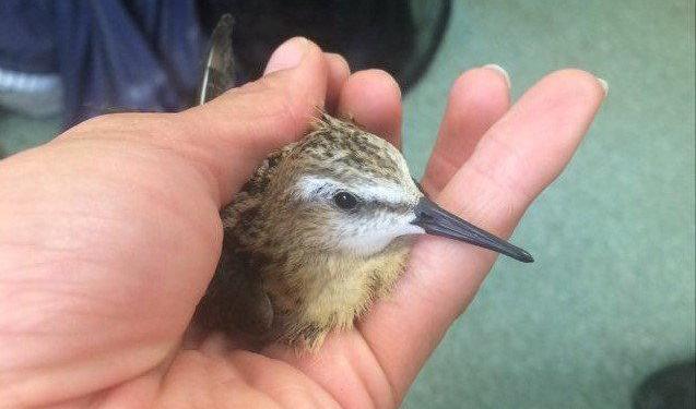 Småsnäppan som korsat Atlanten och dykt upp i USA. Här under ringmärkningen på Ottenby fågelstation på Öland i september. Foto: Lisa Vergin/Privat