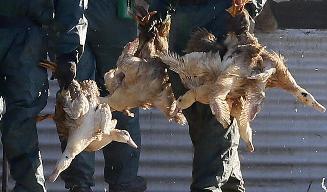 Ankor avlivas i Frankrike för att få stopp på spridningen av en smittsam fågelinfluensa. Arkivbild från en fransk gård vid ett liknande utbrott år 2017. Foto: Bob Edme/AP/TT