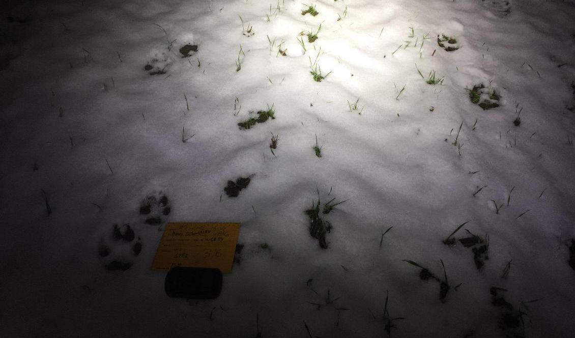 Tack vare det tunna snötäcket kunde vargarna spåras i fyra kilometer. Foto: David Börjesson/länsstyrelsen i Skåne/TT