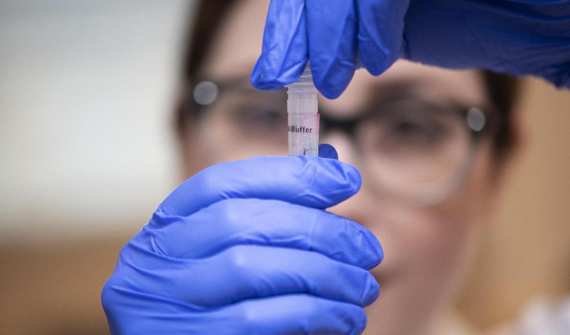 Laboratorieanalys av test för covid-19. Arkivbild Foto: Fredrik Sandberg/TT