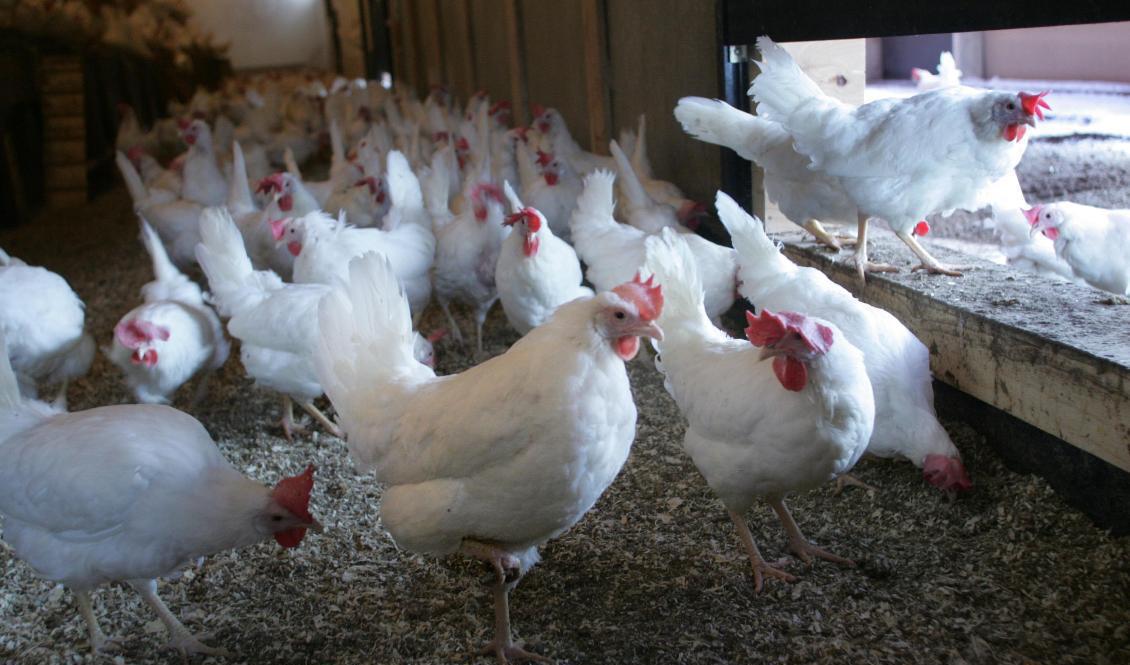 Runt en halv miljon värphöns måste avlivas på en gård i småländska Mönsterås kommun sedan fågelinfluensa konstaterats på anläggningen. Arkivbild. Foto: Jonas Ekströmer/TT