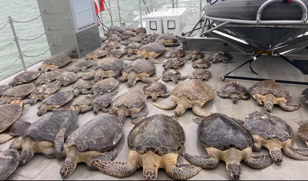 

Stelfrusna havssköldpaddor fraktas till olika rehabiliteringsanläggningar på Texas Game Wardens fartyg. Foto: Texas Parks & Wildlife Departments Facebooksida.                                                                                        