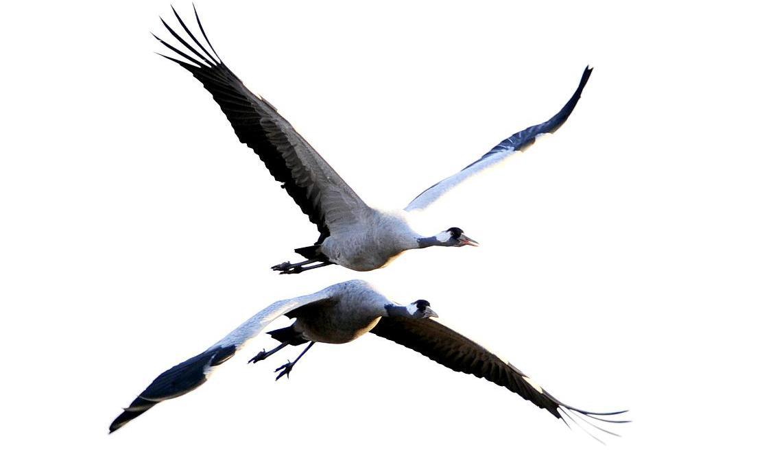 En första trana har siktats vid Hornborgasjön, vilket betraktas som ett vårtecken sedan årtionden tillbaka. Arkivbild på två andra tranor vid en tidigare trandans. Foto: Mikael Fritzon/TT