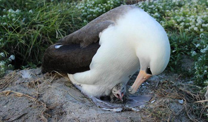 Albatrossen Wisdom har fått många ungar genom åren. Den senaste fick hon i 70-årsåldern. Arkivbild. Foto: US Fish and Wildlife Service/TT