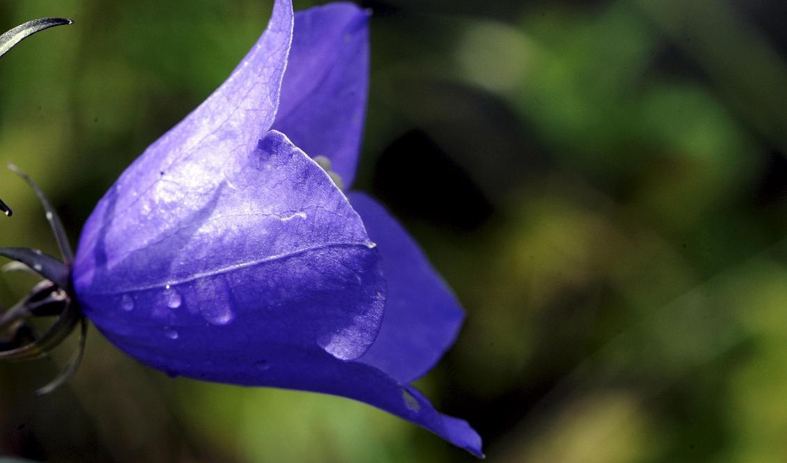 Blommande blåklocka. Arkivbild. Foto: Hasse Holmberg/TT