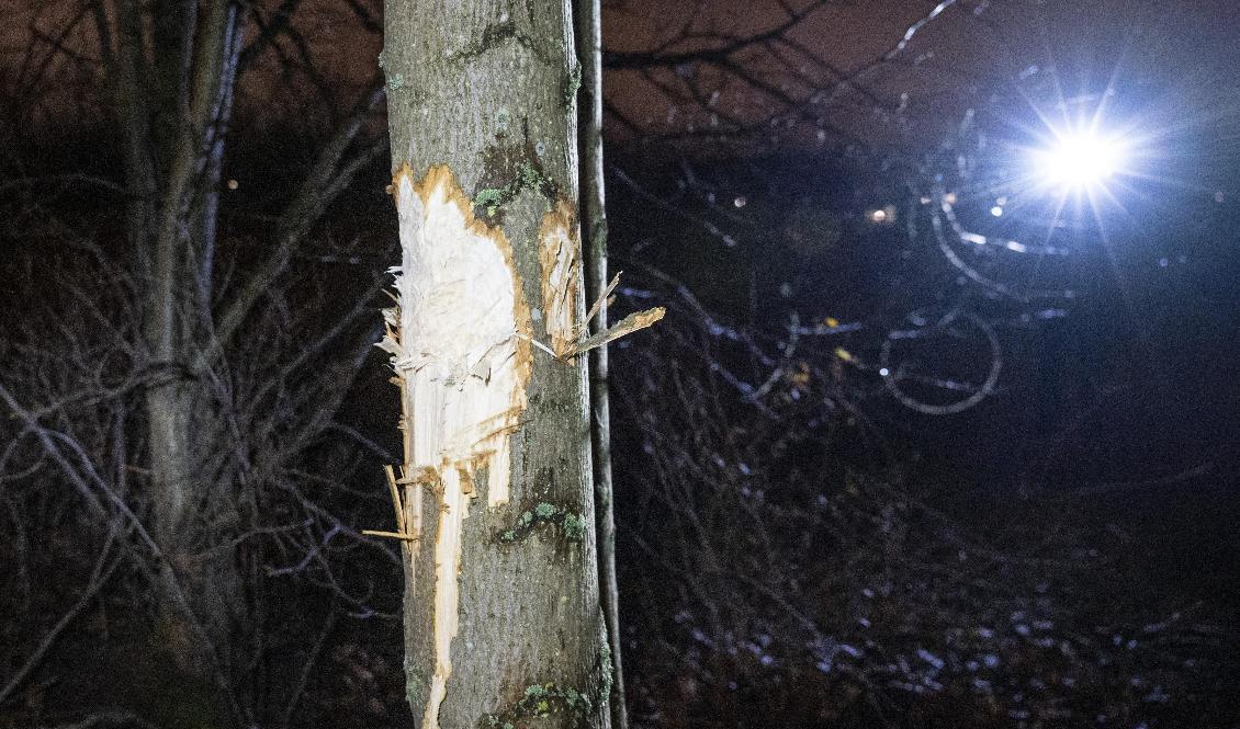 Tre tonårspojkar har gripits misstänkta för skadegörelse, efter tips från vittnen. Polisen utreder om de misstänkta kan kopplas till tidigare ärenden av det här slaget. Foto: Johan Nilsson/TT