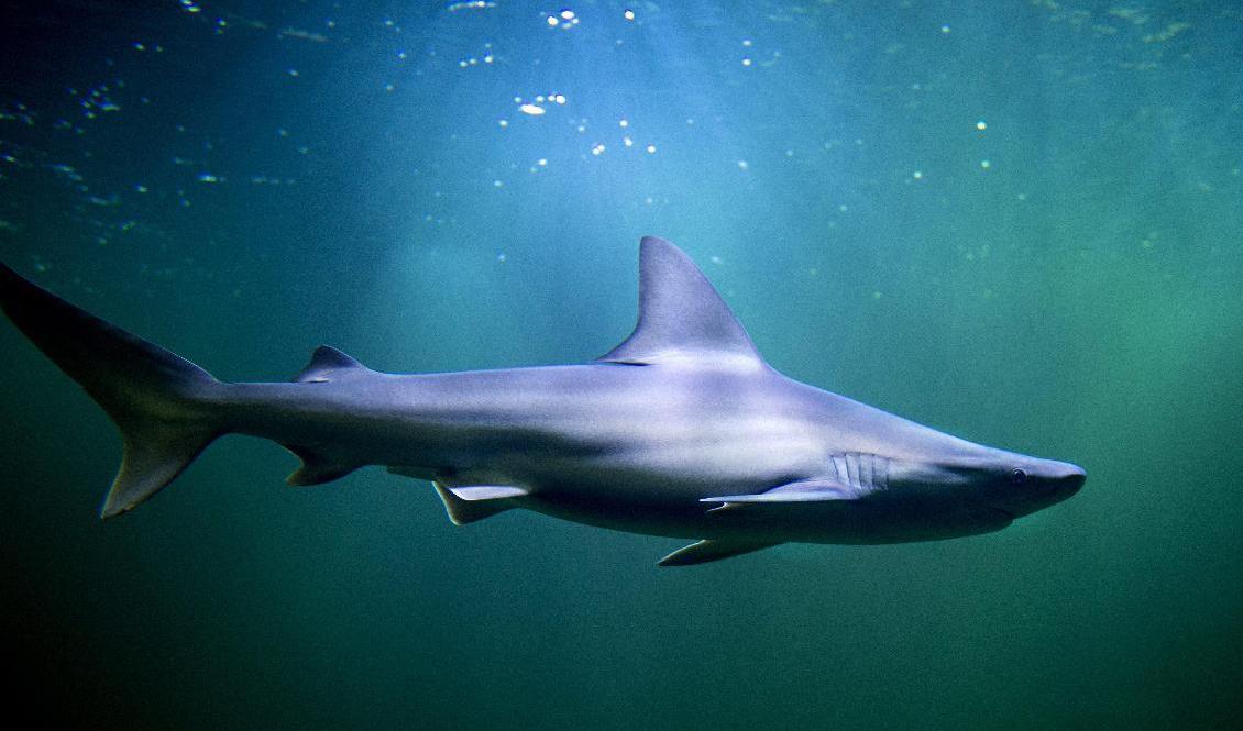 Hajar som vandrar långa sträckor använder sig av jordens magnetfält för att hitta rätt, visar forskning. Foto: Pontus Lundahl/ TT