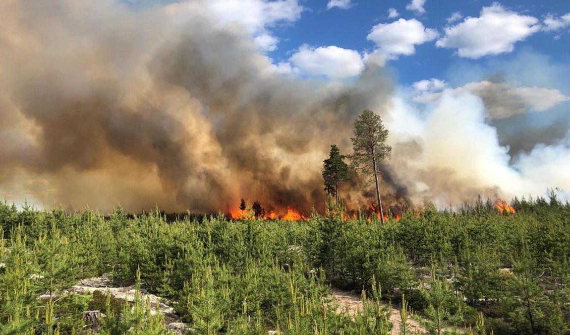 Skogsbranden strax norr om Mora under söndagen. Foto: Brandkåren Norra Dalarna