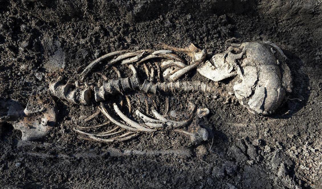 En mer än tusen år gammal begravningsplats i Sigtuna norr om Stockholm som arkeologer hittade vid utgrävningen inför ett villabygge. Foto: Uppdrag arkeologi