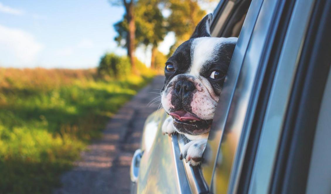 

För allas säkerhet måste också hunden sitta fastspänd i bilsele eller vara i en bur under semesterresan. Foto: Pixabay                                                                                        