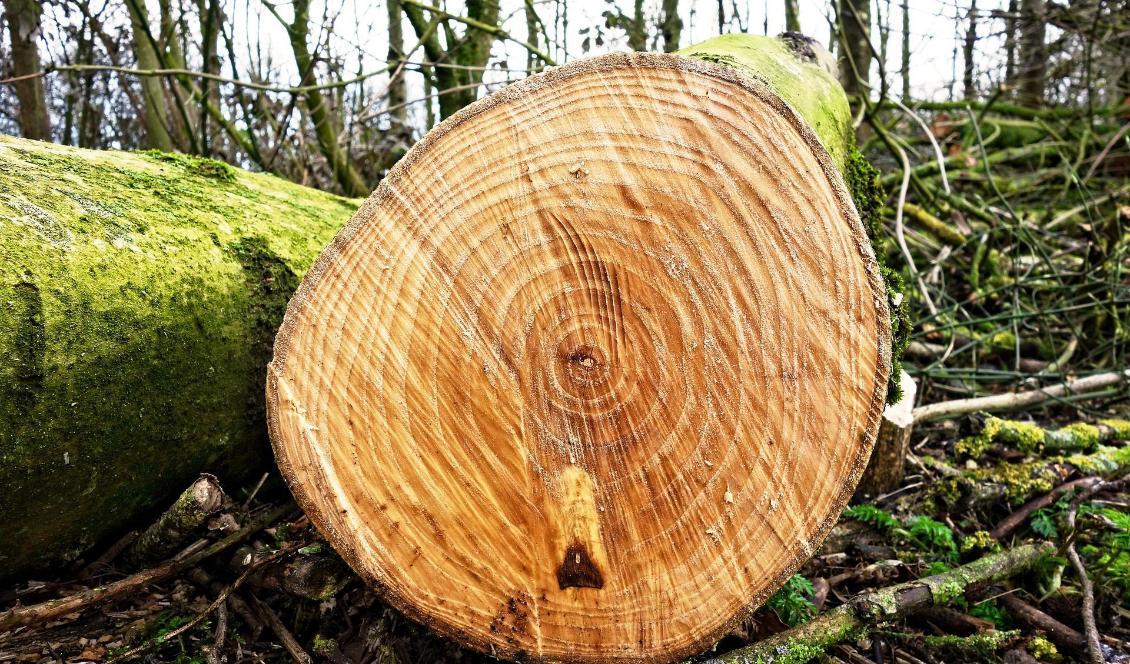 En man får fängelse för att ha avverkat 100-tals träd i Tylösand på kommunens mark. Bilden har inget att göra med artikeln. Foto: Mabel Amber/Pixabay