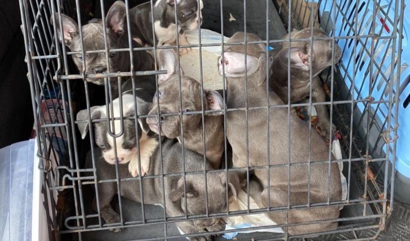
Sju franska bulldogs-valpar som smugglades in från Polen till Ystad. Samtliga avlivades av veterinär. Foto: Tullverket                                            