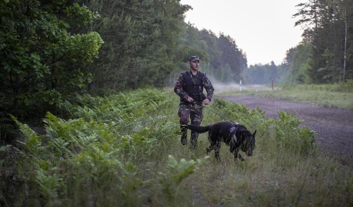 
Litauens gränskontroll patrullerar vid gränsen mot Belarus eftersom antalet migranter därifrån ökat avsevärt. Bild från den 10 juni. Foto: Mindaugas Kulbis/AP/TT                                            