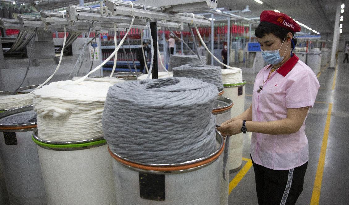 Bomull är en stor exportvara från Kinas Xinjiangprovins. Arkivbild. Foto: Mark Schiefelbein AP/TT