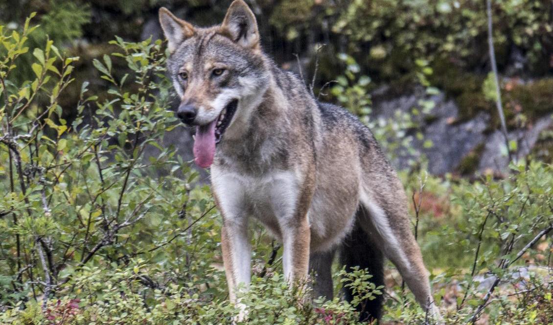 Skyddsjakt på varg övervägs i Bohuslän sedan får attackerats, men det finns oklarheter kring om alla får som dödats attackerats av varg, enligt länsstyrelsen. Arkivbild. Foto: Paul Kleiven/NTB scanpix/TT
