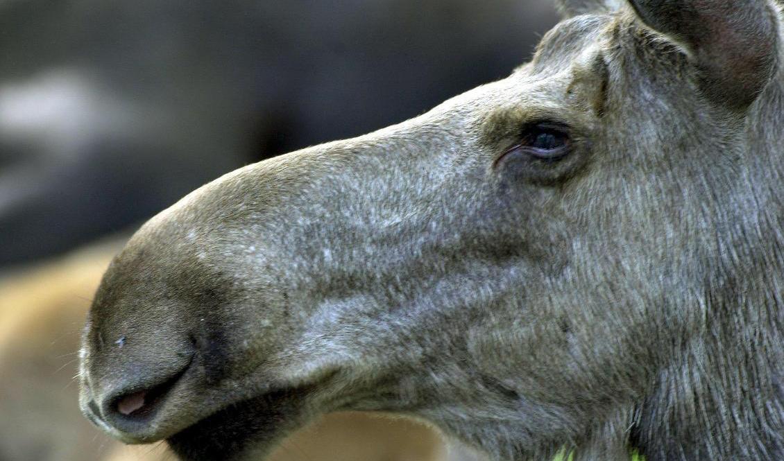 En av älgarna skadade sig så illa att den var tvungen att avlivas. Arkivbild. Foto: Claus Gertsen/TT