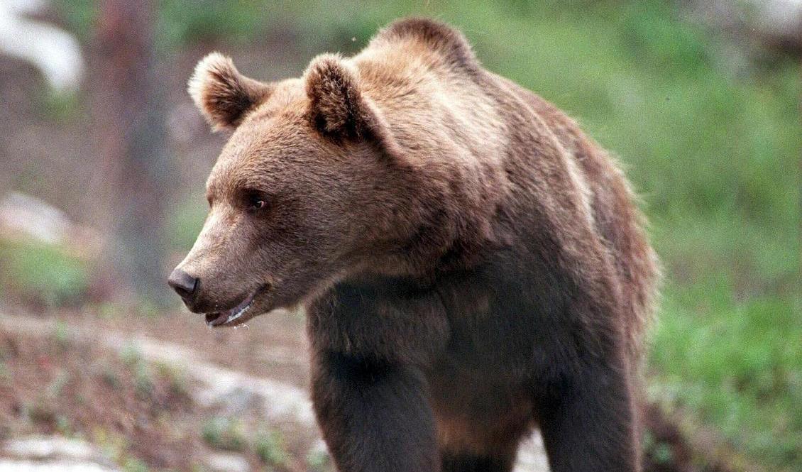 Licensjakten av björn inleds 21 augusti och totalt får 501 björnar skjutas i landet. Arkivbild. Foto: Per Löchen/TT
