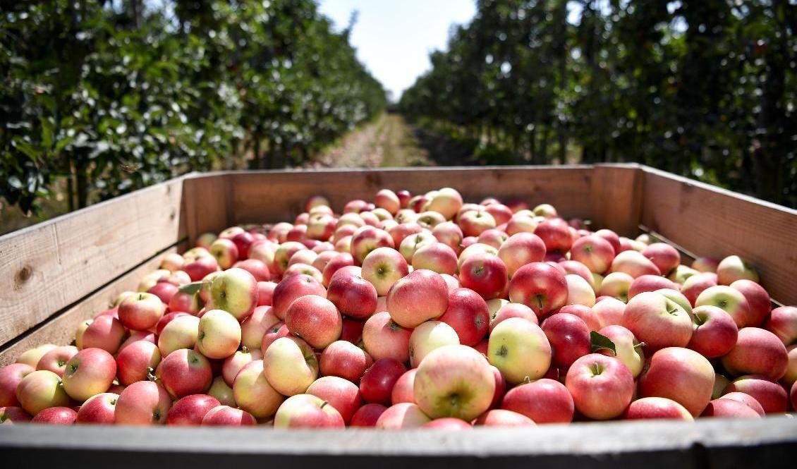 Skörden av äppelsorten Discovery har inletts. Arkivbild. Foto: Johan Nilsson/TT