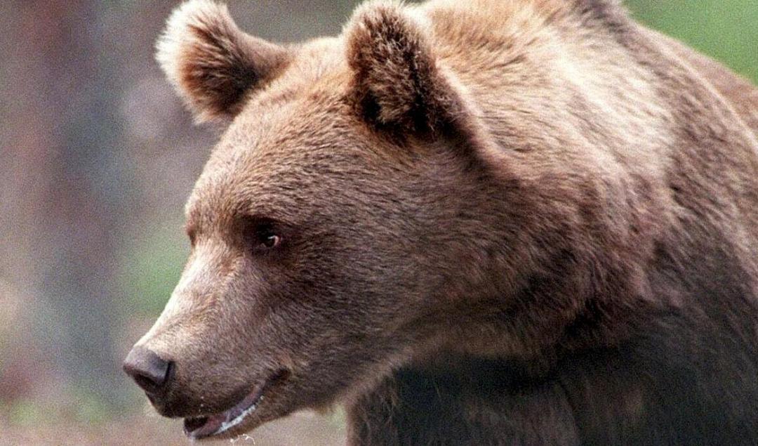 Jägaren klarade björnattacken utan större skador. Arkivbild. Foto: Per Löchen/TT