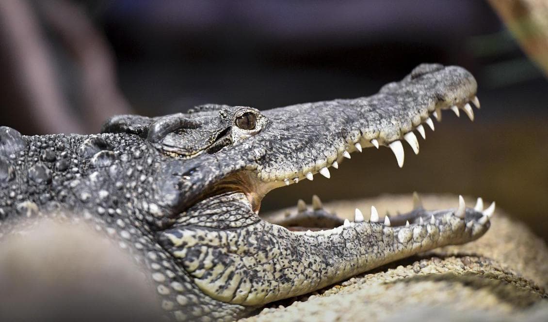 En man i Skåne döms för till två års fängelse för grova artskyddsbrott. Arkivbild. Foto: Karin Wesslen/TT