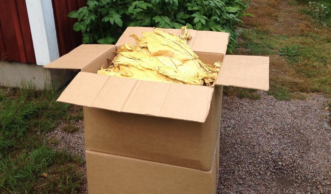 
De två kartongerna med totalt 20 kg hela torkade tobaksblad inköptes i juli för 6 000 kr. Efter statens skatteattack har de ett ekonomiskt värde på över 45 000 kr, vilket förmodligen ingen kommer att betala. Foto: Mats Lindberg                                            